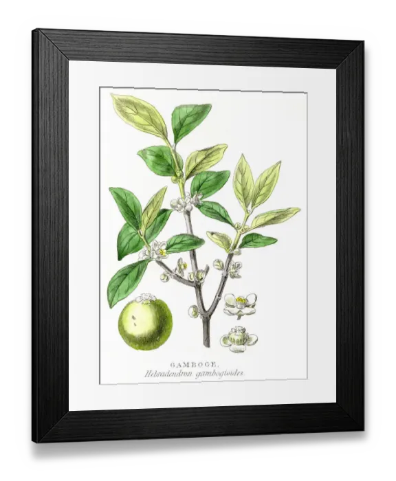 Framed Print : Gamboge gum plant engraving 1857 Framed Print : Gamboge gum plant engraving 1857