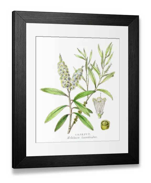 Framed Print : Cajeput botanical engraving 1857 Framed Print : Cajeput botanical engraving 1857