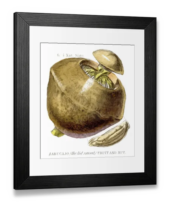 Framed Print : Paradise nut fruit engraving 1857 Framed Print : Paradise nut fruit engraving 1857