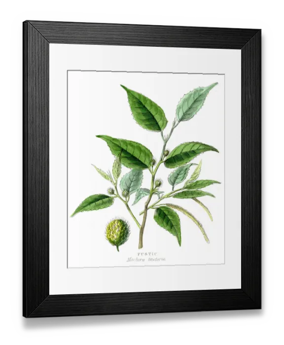 Framed Print : Fustic botanical engraving 1857 Framed Print : Fustic botanical engraving 1857