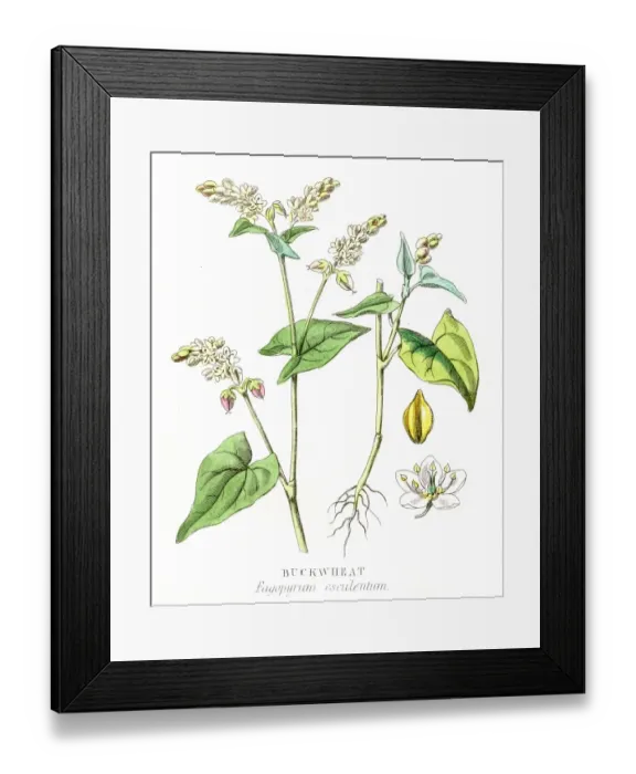 Framed Print : Buckwheat engraving 1857 Framed Print : Buckwheat engraving 1857