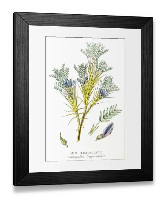 Framed Print : Gum tragacanth botanical engraving 1857 Framed Print : Gum tragacanth botanical engraving 1857