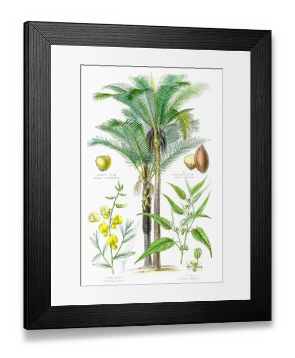 Framed Print : Plants used in clothing and cordage engraving 1857 Framed Print : Plants used in clothing and cordage engraving 1857