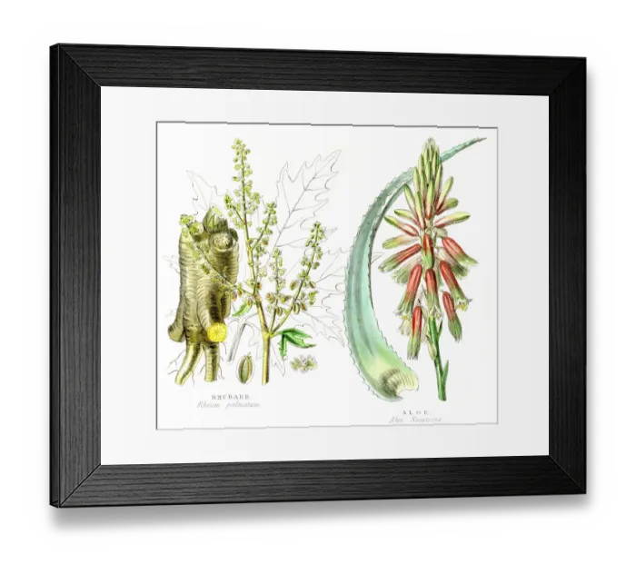 Framed Print : Aloe and Rhubarb botanical engraving 1857 Framed Print : Aloe and Rhubarb botanical engraving 1857