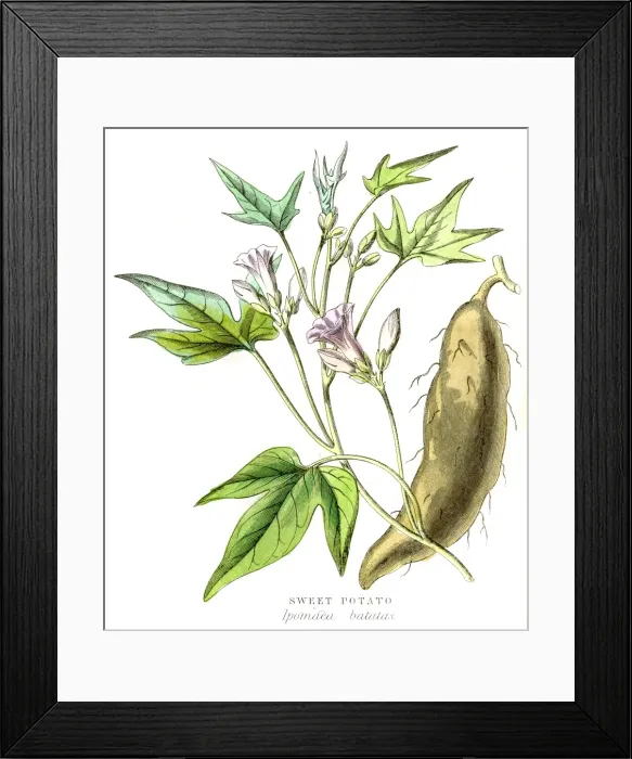 Framed Print : Sweet potato engraving 1857 Framed Print : Sweet potato engraving 1857