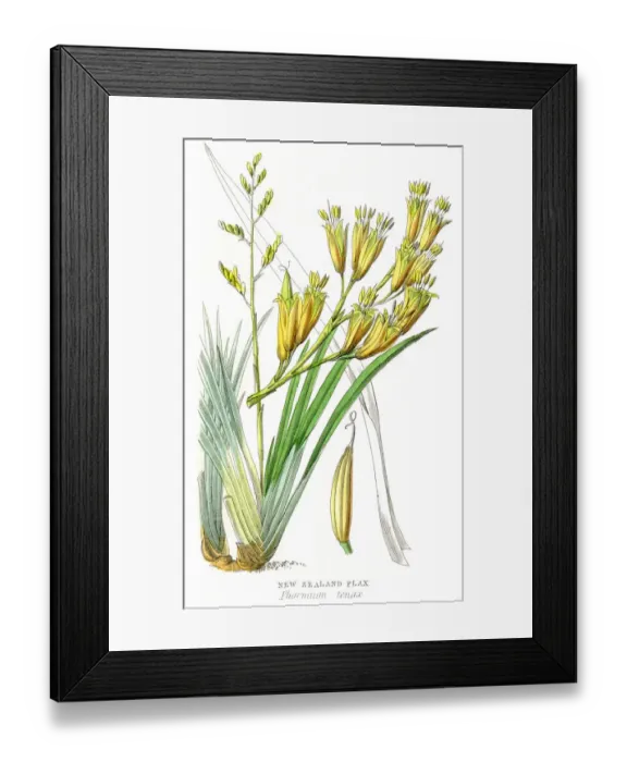 Framed Print : New Zealand flax plant botanical engraving 1857 Framed Print : New Zealand flax plant botanical engraving 1857