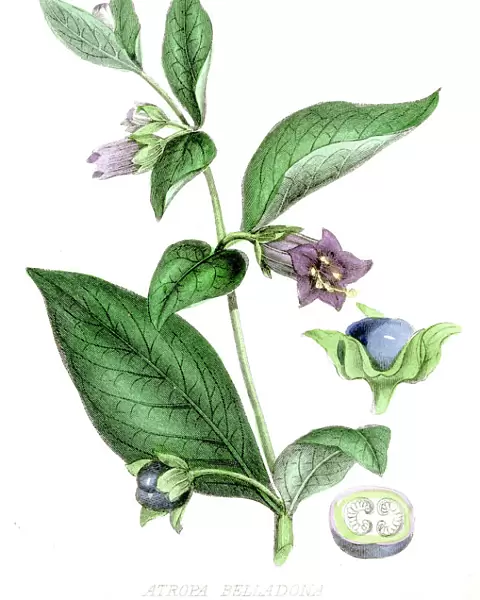 Deadly nightshade poison engraving 1857
