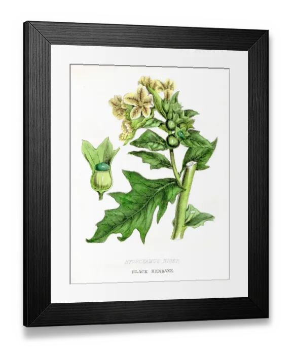 Framed Print : Henbane botanical engraving 1857 Framed Print : Henbane botanical engraving 1857