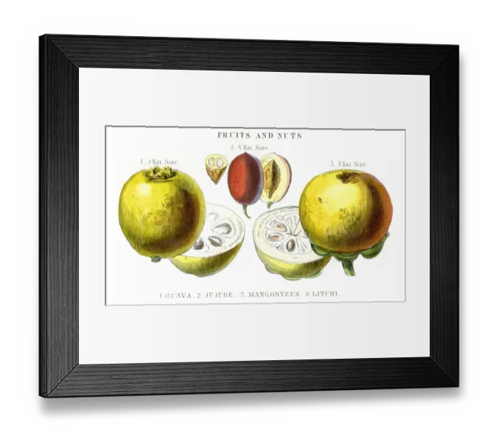 Framed Print : Guava Mangosteen Jujube fruit engraving 1857 Framed Print : Guava Mangosteen Jujube fruit engraving 1857