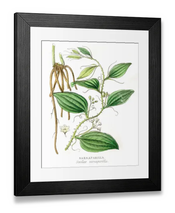 Framed Print : Sarsaparrilla botanical engraving 1857
