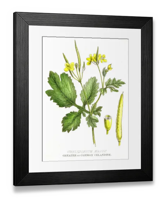 Framed Print : Celandine poison plant engraving 1857 Framed Print : Celandine poison plant engraving 1857