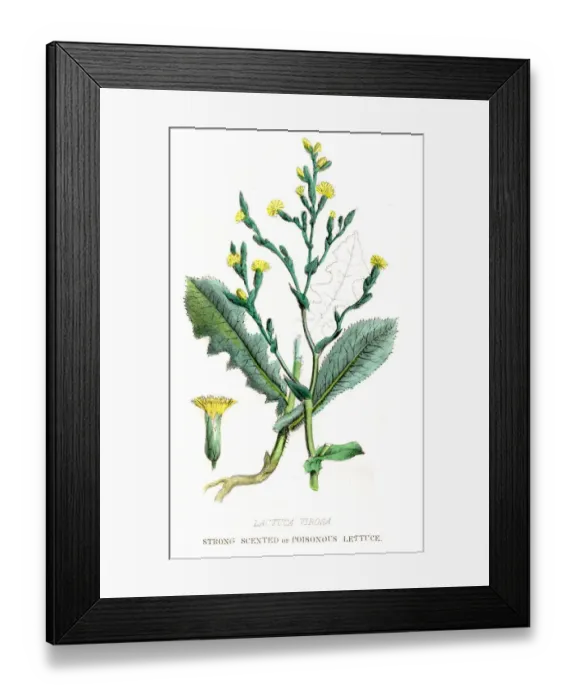 Framed Print : Poisonous Lettuce botanical engraving 1857 Framed Print : Poisonous Lettuce botanical engraving 1857