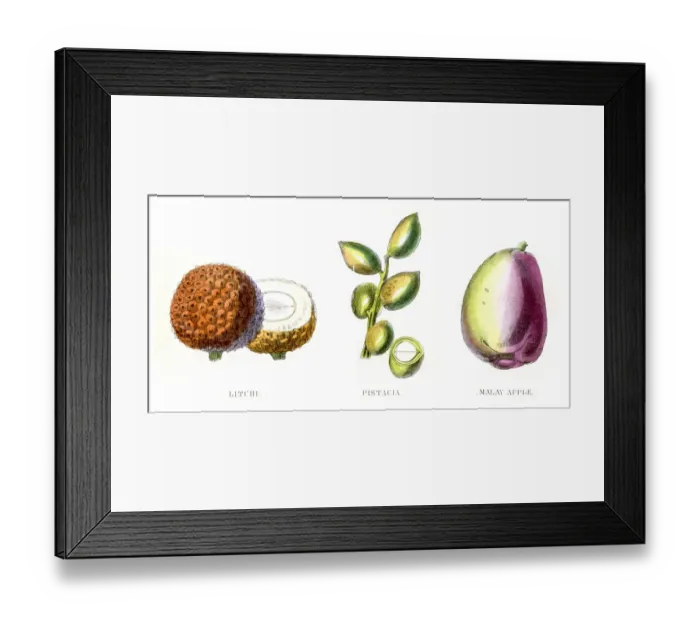 Framed Print : Lychee Pistachio fruit engraving 1857 Framed Print : Lychee Pistachio fruit engraving 1857