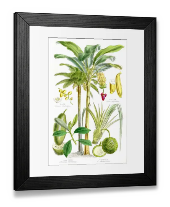 Framed Print : Fruits engraving 1857 Framed Print : Fruits engraving 1857