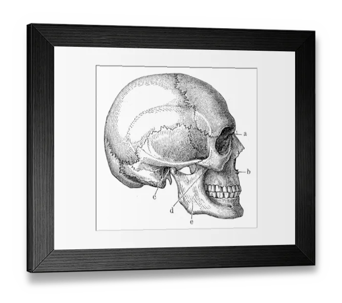 Framed Print : Skull anatomy engraving 1857