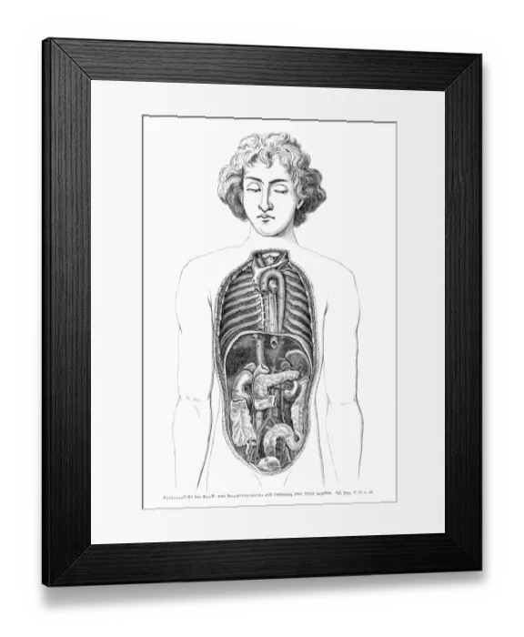 Framed Print : Stomach organs anatomy engraving 1857 Framed Print : Stomach organs anatomy engraving 1857