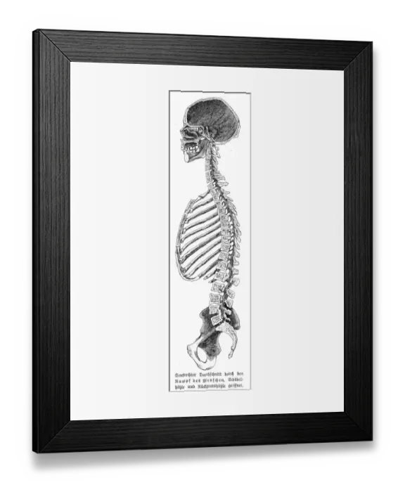 Framed Print : Skeleton anatomy engraving 1857 Framed Print : Skeleton anatomy engraving 1857