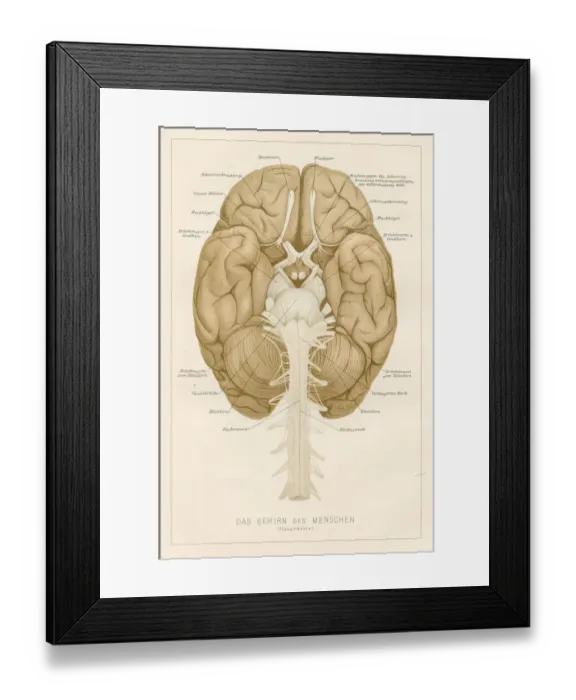 Framed Print : Human brain anatomy engraving 1857 Framed Print : Human brain anatomy engraving 1857