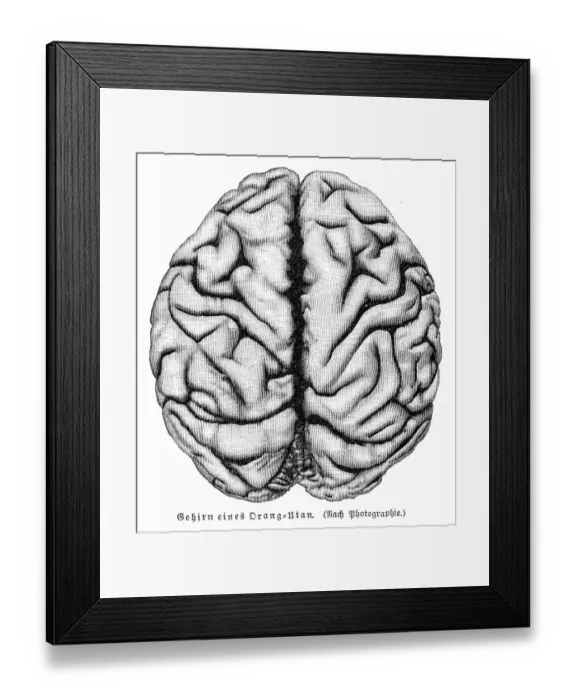 Framed Print : Orangutan brain anatomy engraving 1857