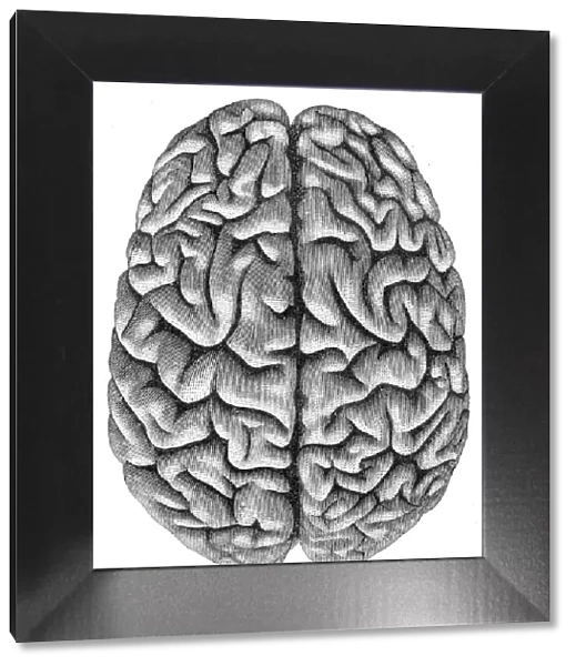 Human brain anatomy engraving 1857