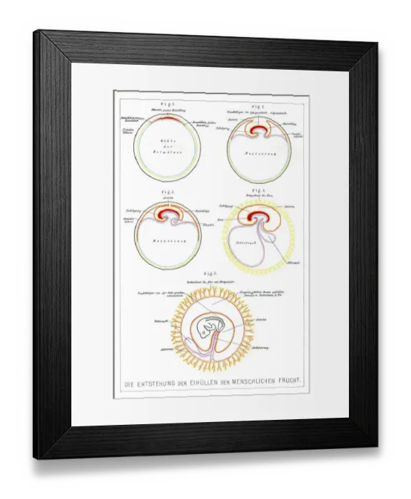 Framed Print : The development of human beings anatomy engraving 1857 Framed Print : The development of human beings anatomy engraving 1857