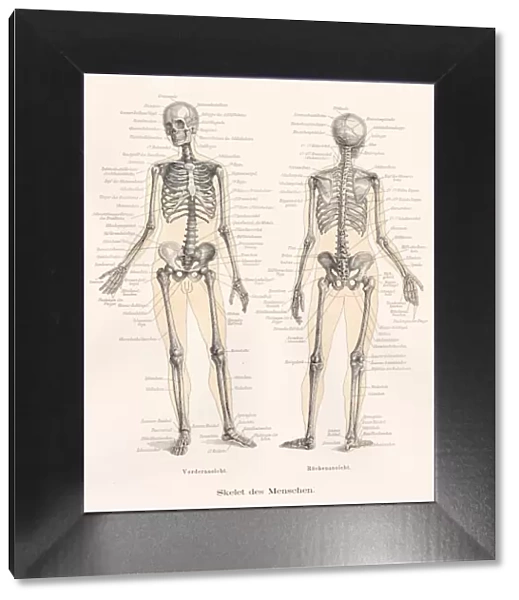 Skeleton anatomy engraving 1857