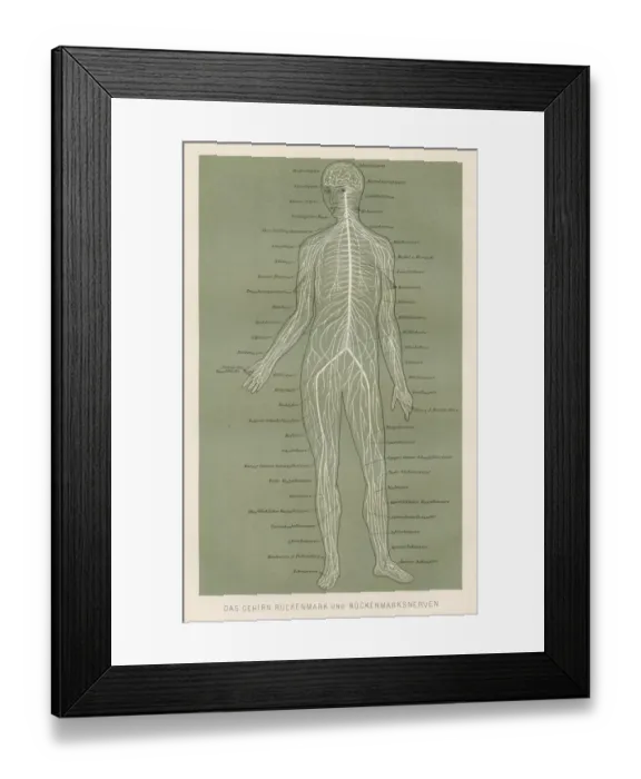 Framed Print : Nerves anatomy engraving 1857 Framed Print : Nerves anatomy engraving 1857