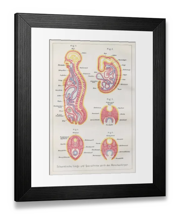 Framed Print : Sections human body anatomy engraving 1857 Framed Print : Sections human body anatomy engraving 1857
