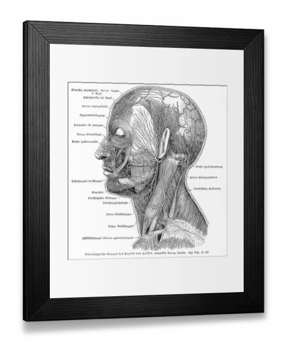 Framed Print : Nervous system anatomy engraving 1857 Framed Print : Nervous system anatomy engraving 1857