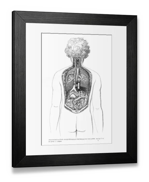 Framed Print : Organs anatomy engraving 1857