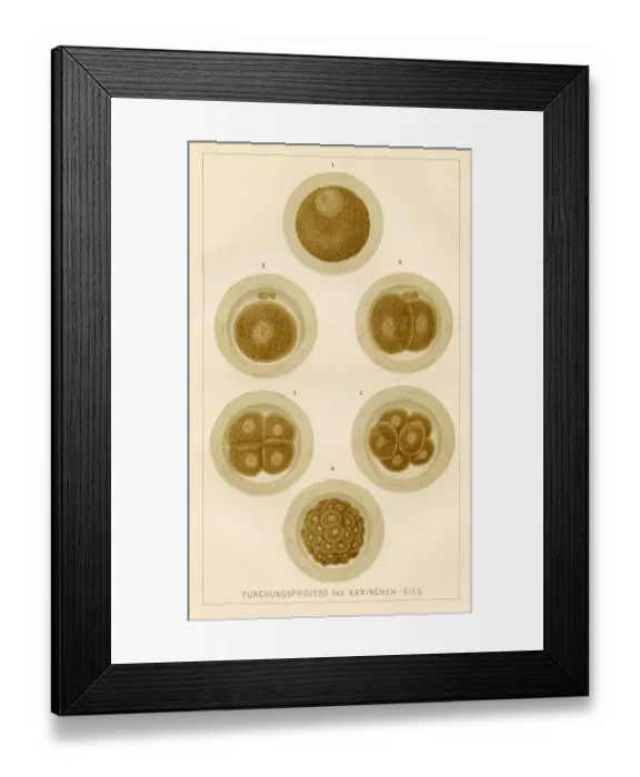 Framed Print : Process of the rabbit egg anatomy engraving 1857 Framed Print : Process of the rabbit egg anatomy engraving 1857