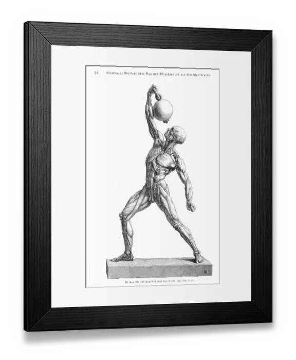 Framed Print : Muscles anatomy engraving 1857 Framed Print : Muscles anatomy engraving 1857