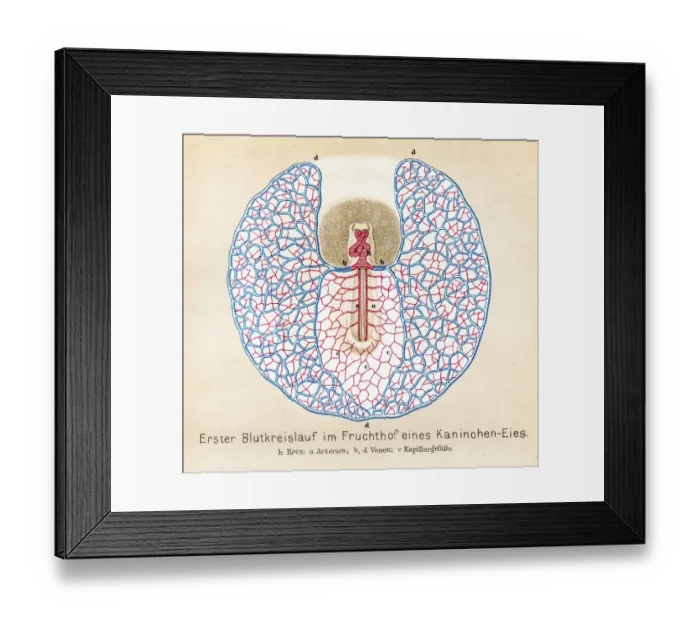 Framed Print : Circulation rabbit egg anatomy engraving 1857 Framed Print : Circulation rabbit egg anatomy engraving 1857