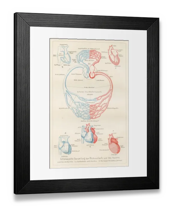 Framed Print : Blood circulation anatomy engraving 1857 Framed Print : Blood circulation anatomy engraving 1857
