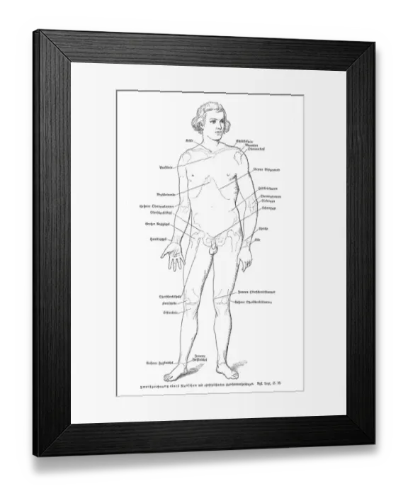 Framed Print : Human anatomy engraving 1857 Framed Print : Human anatomy engraving 1857