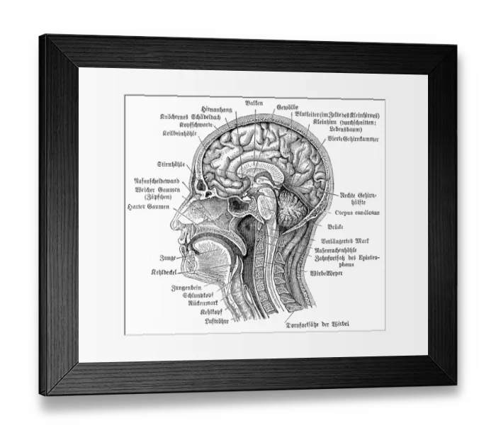 Framed Print : Head and brain anatomy engraving 1857 Framed Print : Head and brain anatomy engraving 1857