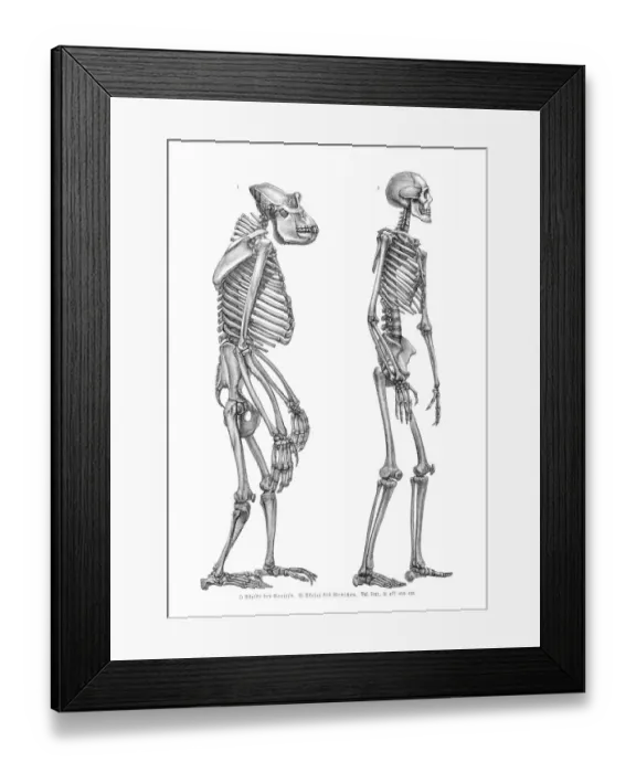 Framed Print : Gorilla and man skeleton engraving 1857