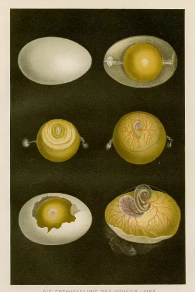 Development of chicken egg anatomy engraving 1857