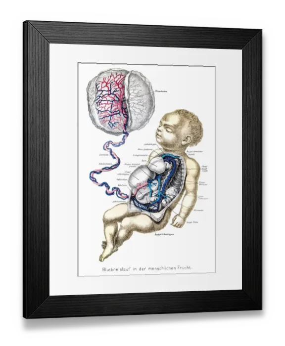 Framed Print : Blood circulation anatomy engraving 1857 Framed Print : Blood circulation anatomy engraving 1857