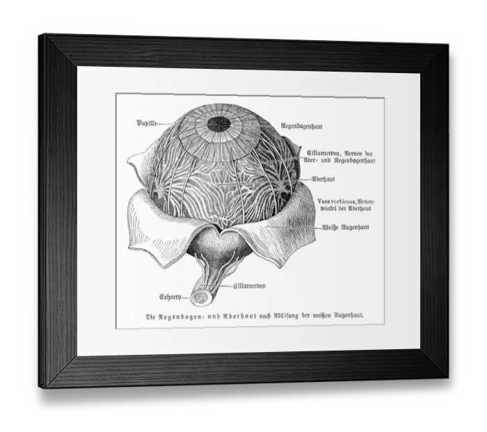 Framed Print : Eye anatomy engraving 1857 Framed Print : Eye anatomy engraving 1857