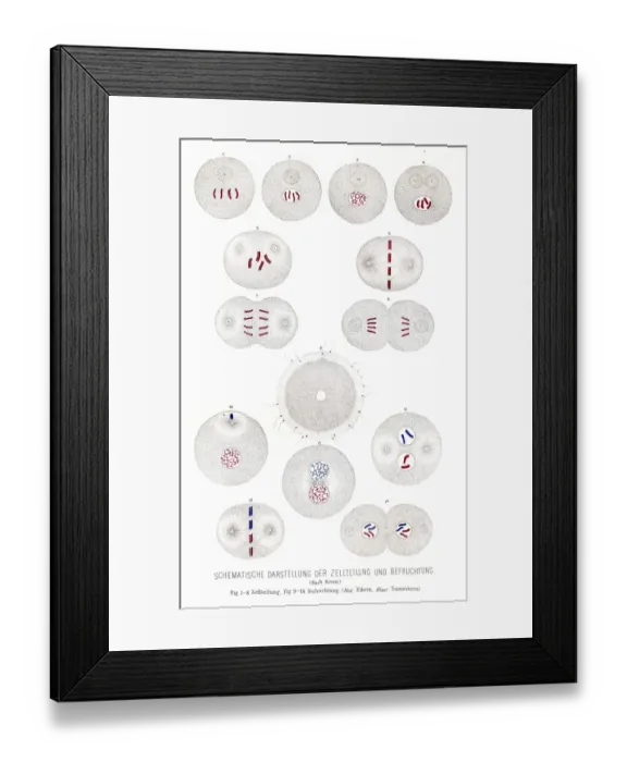 Framed Print : Cell division and fertilization anatomy engraving 1857 Framed Print : Cell division and fertilization anatomy engraving 1857