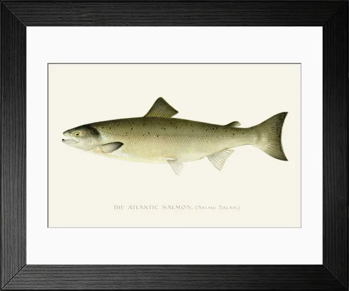 Framed Print : Atlantic Salmon chromolithograph 1898