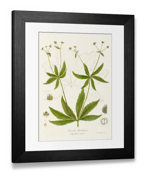Framed Print : Maryland sanicle botanical engraving 1843