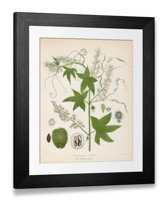 Framed Print : Wild sarsaparilla botanical engraving 1843 balsam apple botanical engraving 1843 Framed Print : Wild sarsaparilla botanical engraving 1843 balsam apple botanical engraving 1843