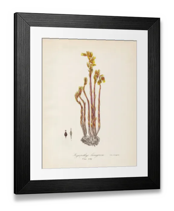 Framed Print : Pine-sap plant botanical engraving 1843 Framed Print : Pine-sap plant botanical engraving 1843