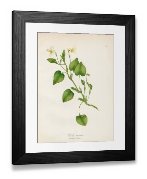 Framed Print : Striated violet plant botanical engraving 1843