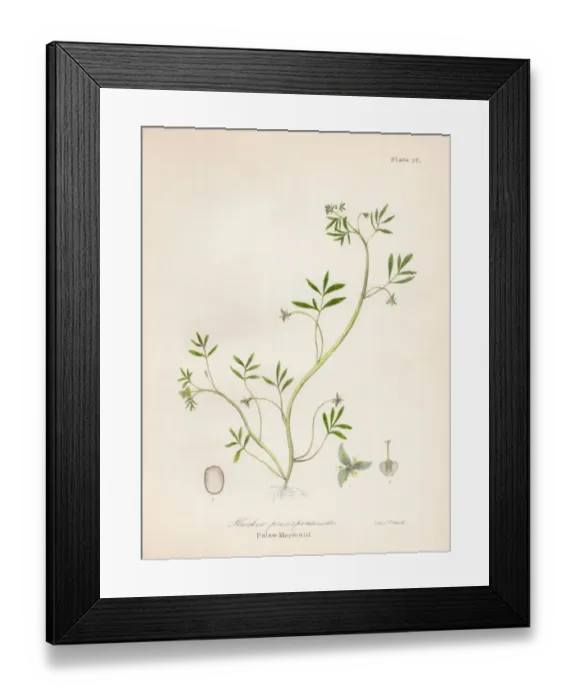 Framed Print : False mermaid plant botanical engraving 1843 Framed Print : False mermaid plant botanical engraving 1843