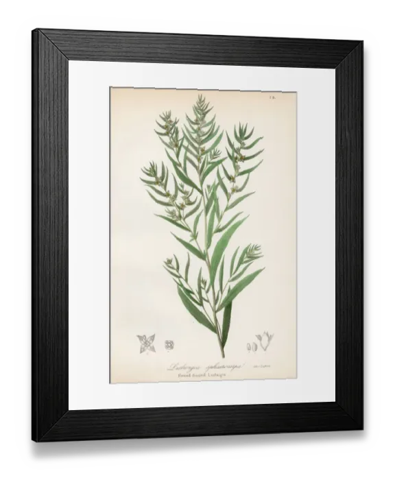 Framed Print : Globe-fruited seedbox botanical engraving 1843 Framed Print : Globe-fruited seedbox botanical engraving 1843