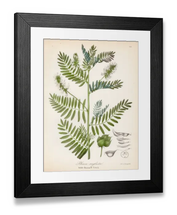 Framed Print : White bastard vetch botanical engraving 1843 Framed Print : White bastard vetch botanical engraving 1843