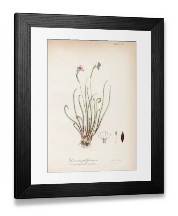 Framed Print : Sundew plant botanical engraving 1843 Framed Print : Sundew plant botanical engraving 1843